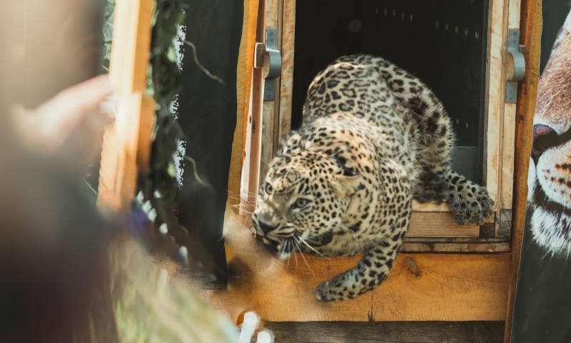В рамках проекта по реинтродукции кавказских барсов в леса Осетии выпущен восьмой леопард