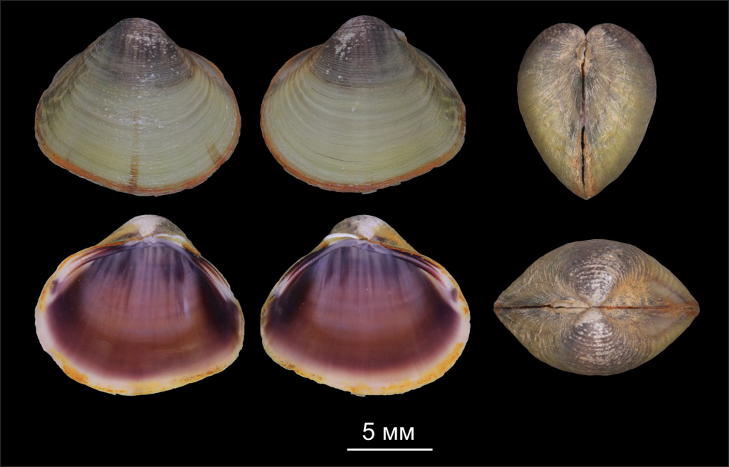 Corbicula avana, бывшая Sphaerium