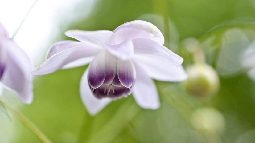 В японском цветке обнаружено более 100 потенциально полезных для фармацевтики биологически активных соединений