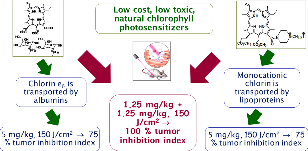  Предложен новый способ сделать фотодинамическую терапию более эффективной