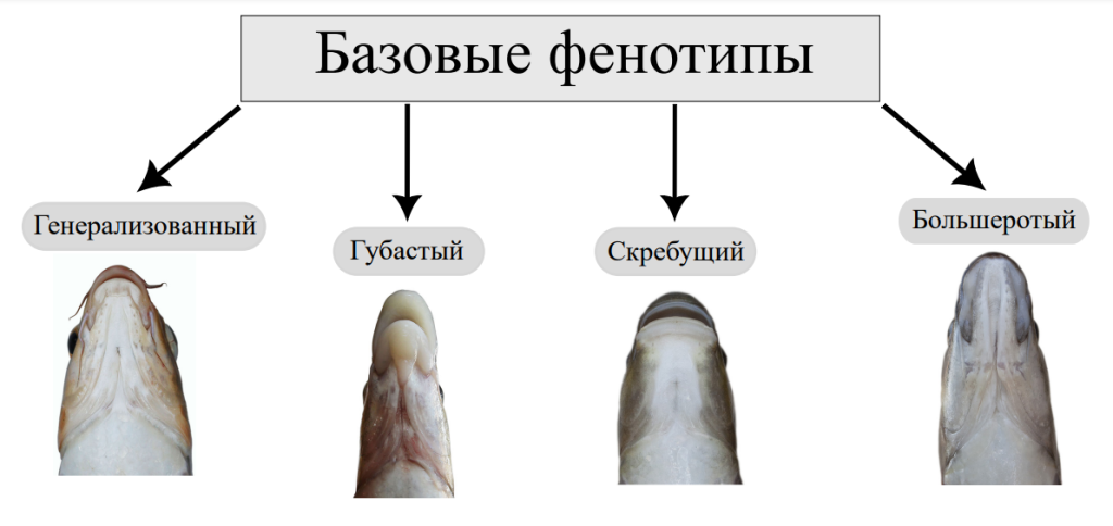 Базовые фенотипы ротовового аппарата усачей