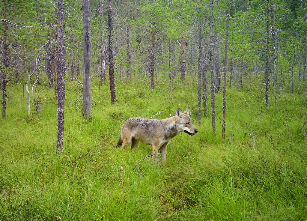Серый волк (Canis lupus) в лесу в Карелии