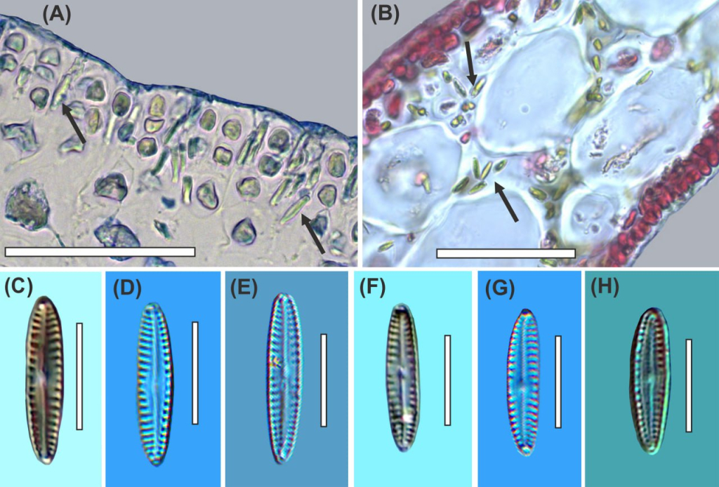 Световые микрофотографии Pseudogomphonema lukinicum sp. nov. (A, B) Поперечные срезы талломов красных водорослей Lukinia dissecta и Callophylis perestenkoae соответственно, содержащие P. lukinicum (стрелки). (C-H) Шесть клеток, показаны вариации в очертаниях створок. (A, B) Клетки, изолированные из гербарных образцов Lukinia dissecta MIMB 40522 и C. perestenkoae MIMB 39806. (C, F) Клетки, выделенные из гербарного образца C. perestenkoae MIMB 39806. (D) Изотип, постоянный препарат MIMB 48692. (E, G, H) Клетки, выделенные из гербарного образца Lukinia dissecta MIMB 40522. Масштабные линейки: (A, B) = 100 мкм; (C-H) = 10 мкм