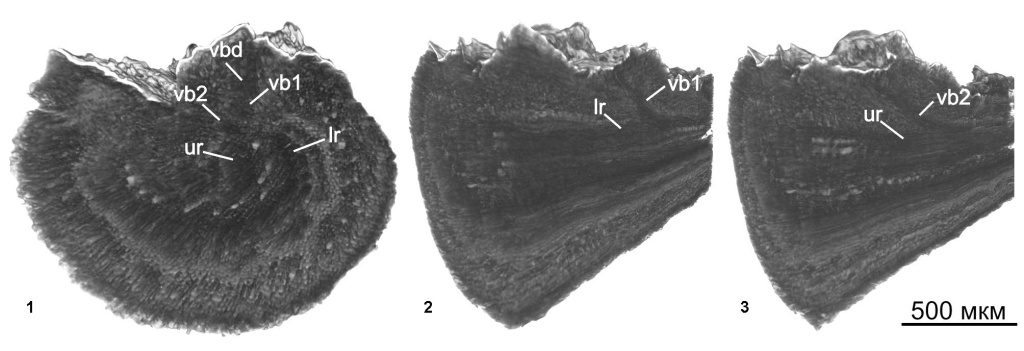 Беннетит Ptilophyllum riparium Gordenko: 1 — поперечный виртуальный срез рахиса, видны нижний (lr) и верхний (ur) ряды проводящих пучков с отделившимися от них первым (vb1) и вторым (vb2) проводящими пучками; 2 — продольный вертикальный виртуальный срез через нижний ряд проводящих пучков рахиса (lr): видно, как от него отходит первый проводящий пучок (vb1); 3 — продольный вертикальный виртуальный срез через верхний ряд проводящих пучков рахиса (ur): видно, как от него отходит второй проводящий пучок (vb2)