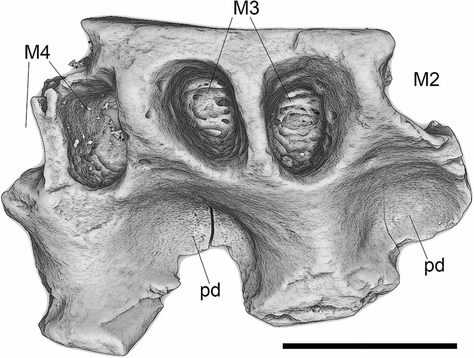Gobiconodon sp. B, верхнечелюстной фрагмент без зубов, компьютерная 3D модель; Россия, Якутия, местонахождение Тээтэ; нижний мел. Масштабная линейка 1 мм
