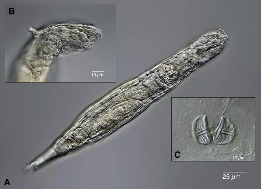 Микрофото коловратки Adineta sp., извлеченной из вечной мерзлоты. © Lyubov Shmakova et. al./Current Biology, 2021.