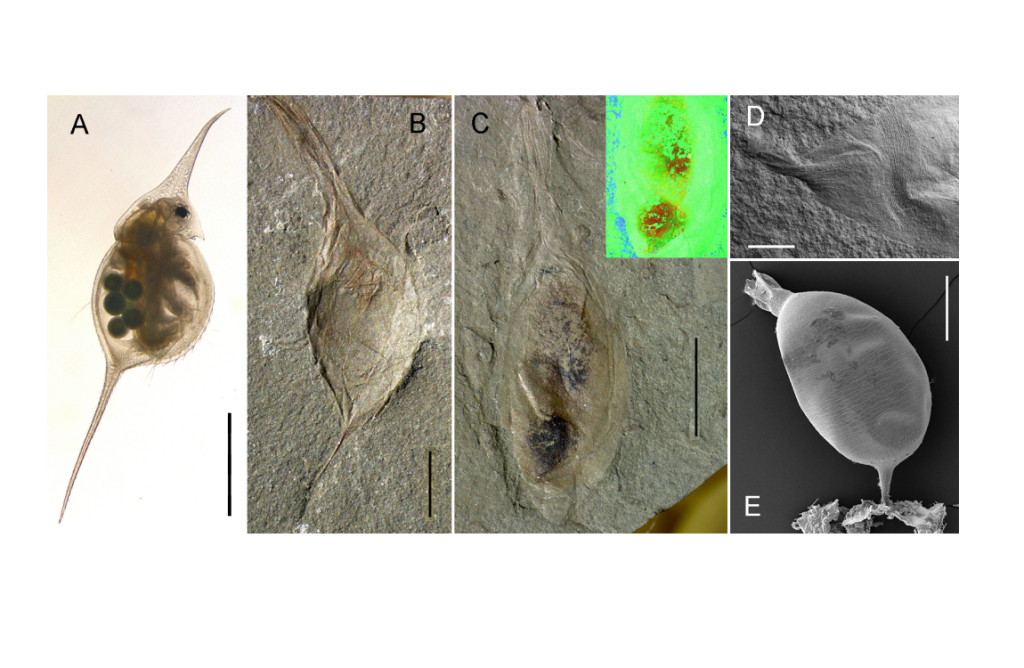 Черви, а не рачки: палеонтологи нашли ответ на загадку конца палеозоя