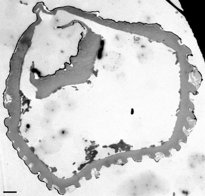 Споры Cicatricosisporites venustus на ТЭМ: срез споры, видна редуцированная толщина оболочки в области щели (проксимальная область). Масштабный отрезок — 2 μm