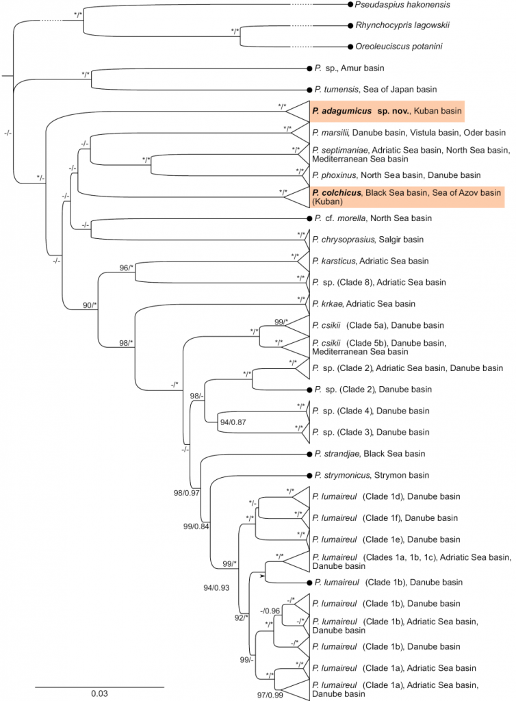 Рис.4. Байезовское консенсусное дерево конкатенированных последовательностей белок-кодирующих последовательностей мтДНК (COI и cytb), представляющее отношения всех видов рода Phoxinus