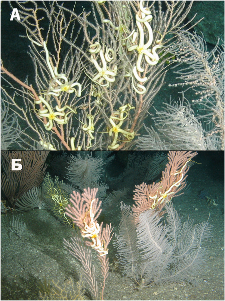 Фото 2. Офиуры семейства Euryalidae, ассоциированные с восьмилучевыми кораллами. (A) Эвриалиды, ассоциированные с восьмилучевыми кораллами рода Callogorgia (LV94-3, гайот Коко, глубина 375 м). (Б) Эвриалиды, на коралле семейства Primnoidae (LV94-3, гайот Коко, глубина 375 м)
