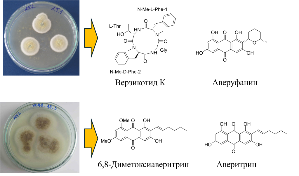  Новые вещества с антимикробными свойствами обнаружены во вьетнамских морских грибах