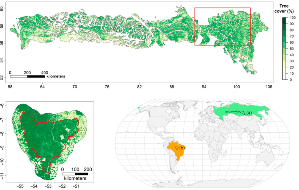 Стабильность лесов на планете оценят по данным космического мониторинга
