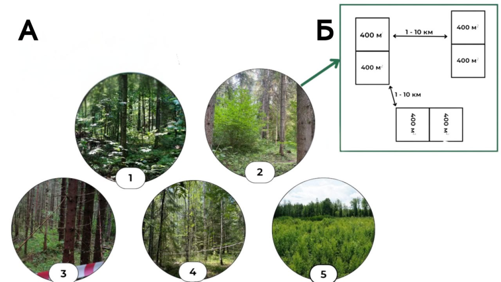 Как вырубки леса и рекреация меняют разнообразие почвенных беспозвоночных
