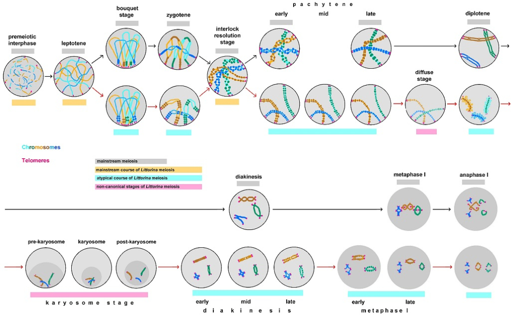 Мужской мейоз L. Saxatilis, показывающий как основные, так и неканонические стадии