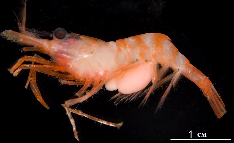 Заражённая алеутская креветка