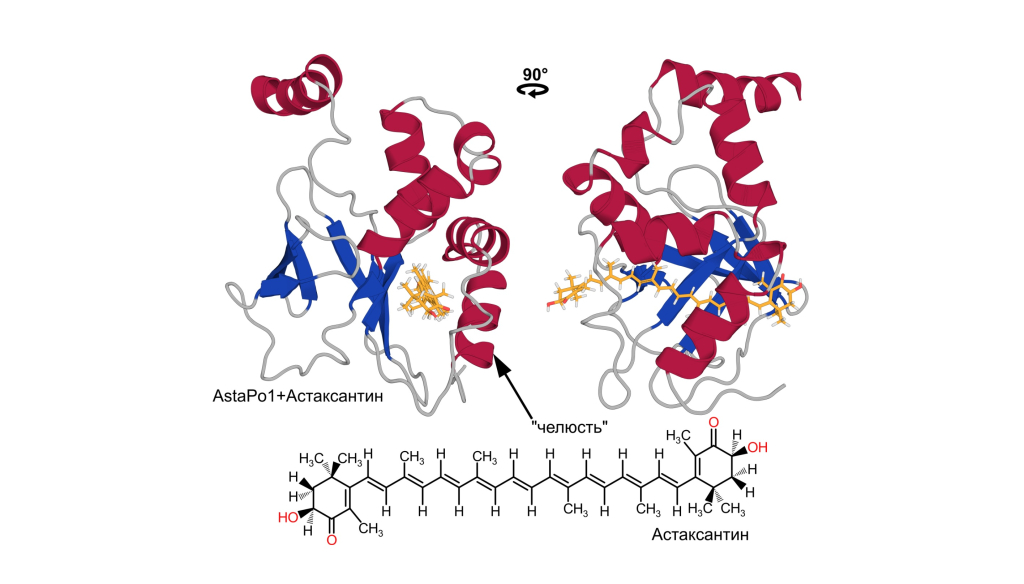 Расшифрована структура белка AstaP, которая объясняет его уникальную способность связывать широкий спектр каротиноидов