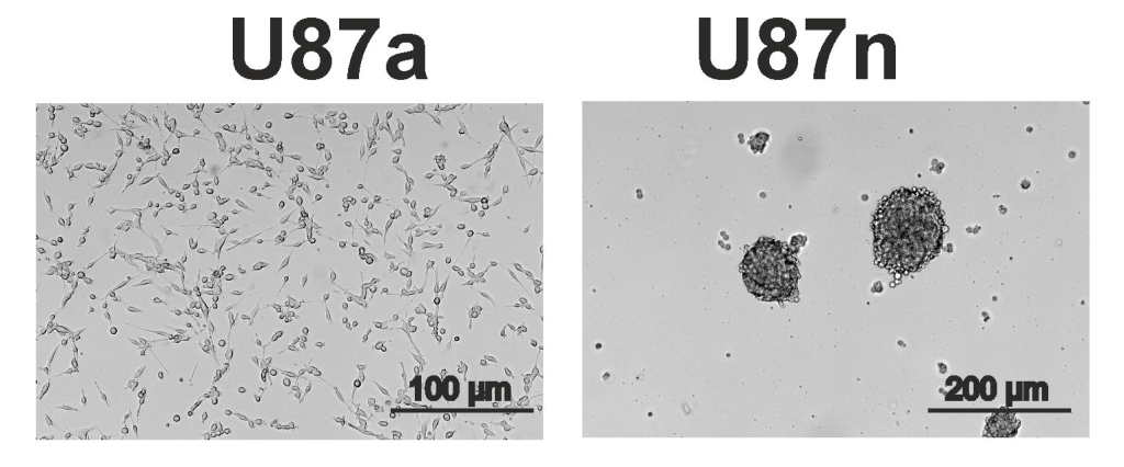 Микрофотографии клеток глиобластомы U-87 MG в адгезивной форме (U87a) и при формировании нейросфер (U87n).