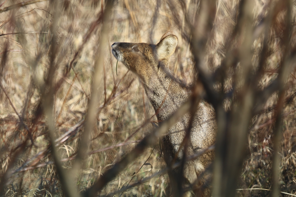 Водяной олень с российской территории Дальнего Востока крупнее, чем из Кореи и Китая