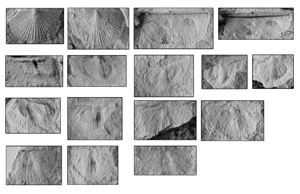Ископаемые остатки вида Taphrodonta (T.) maralikhaensis Shcherb. et Sennikov, sp. nov.