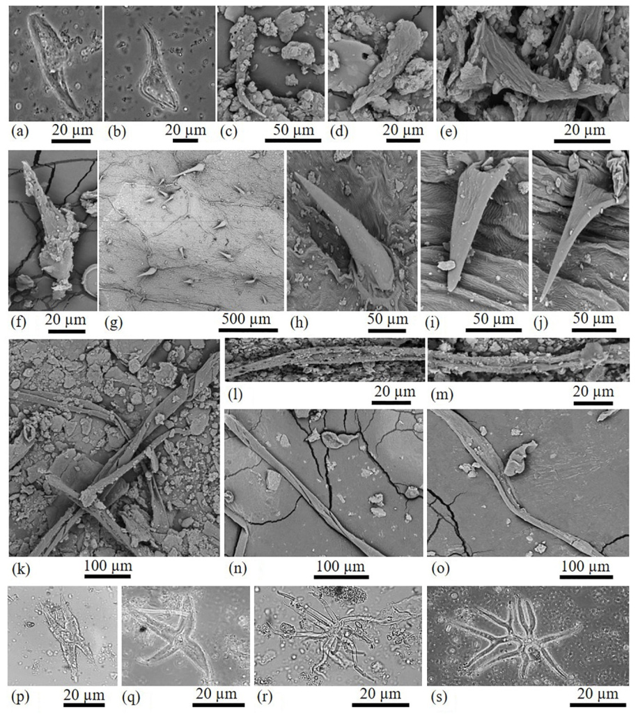 Микрофитофоссилии из нижнеплейстоценовых отложений пещеры Таврида в центральном Крыму (a–f, k–m, p–s) и современный инжир Ficus carica из Крыма (g–j, n, o): a–f — ископаемые трихомы; g – фрагмент оболочки плода инжира; h–j — трихомы инжира; k–m — ископаемые растительные волокна; n, o — растительные волокна инжира; p–s — ископаемые звёздчатые трихомы