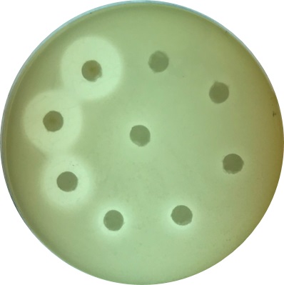 Определение дисковым методом антибактериальной активности комплексов палладия в отношении Mycolicibacterium smegmatis