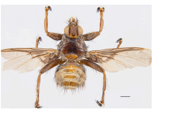 Описан новый вид мухи-кровососки из Иркутска