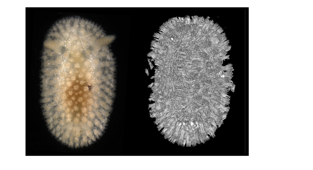 Впервые изучена регенерация внутреннего скелета моллюсков