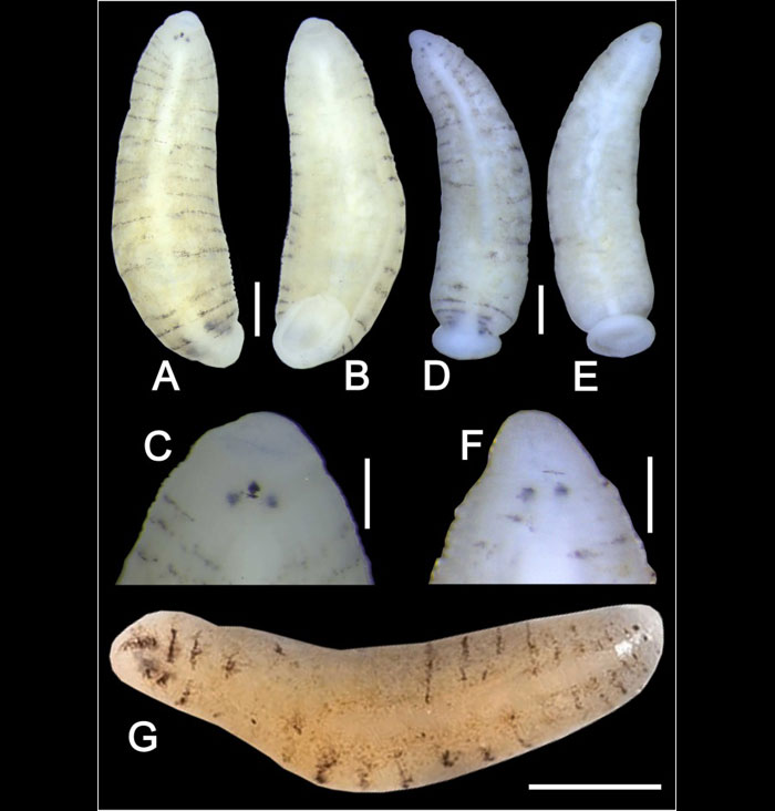 Пиявки из Северной Мьянмы, которые были обнаружены в мантийной полости обитающих в прудах моллюсков Lamellidens savadiensis.