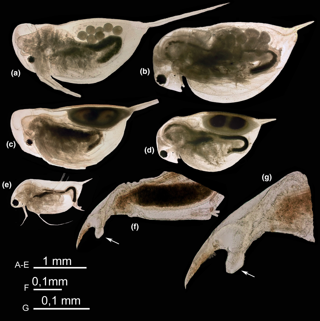 Daphnia atkinsoni