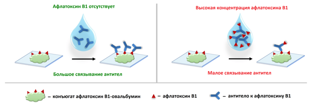 Рисунок 2. Принципиальная схема механизма связывания биомолекул со стеклянным сенсорным чипом