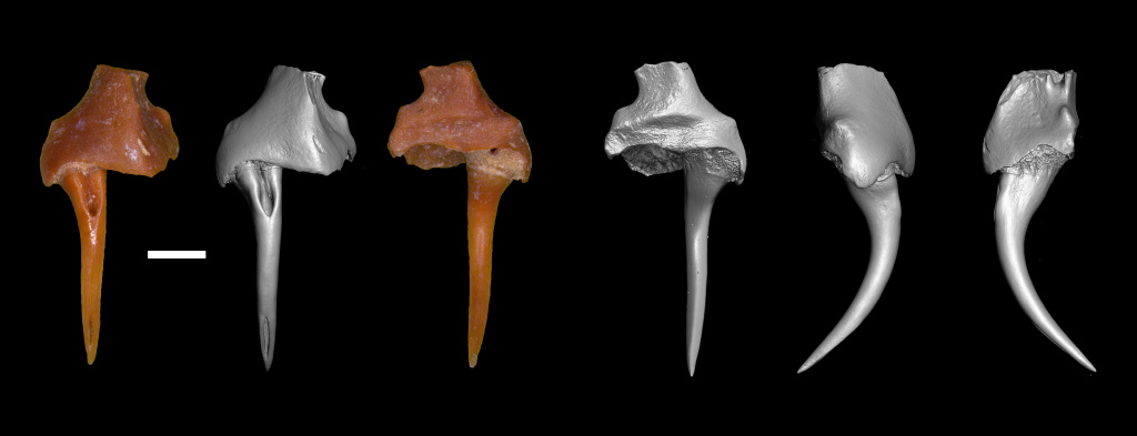 Верхнечелюстная кость Vipera cf. renardi (Christoph, 1861) из нижнего плейстоцена пещеры Таврида, Крым. Фотографии и компьютерная 3D модель. Масштабная линейка 1 мм