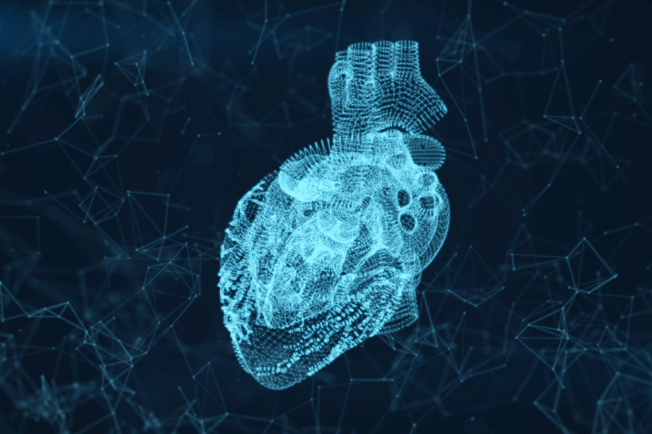 Биологи приблизились к пониманию причины ишемической болезни сердца