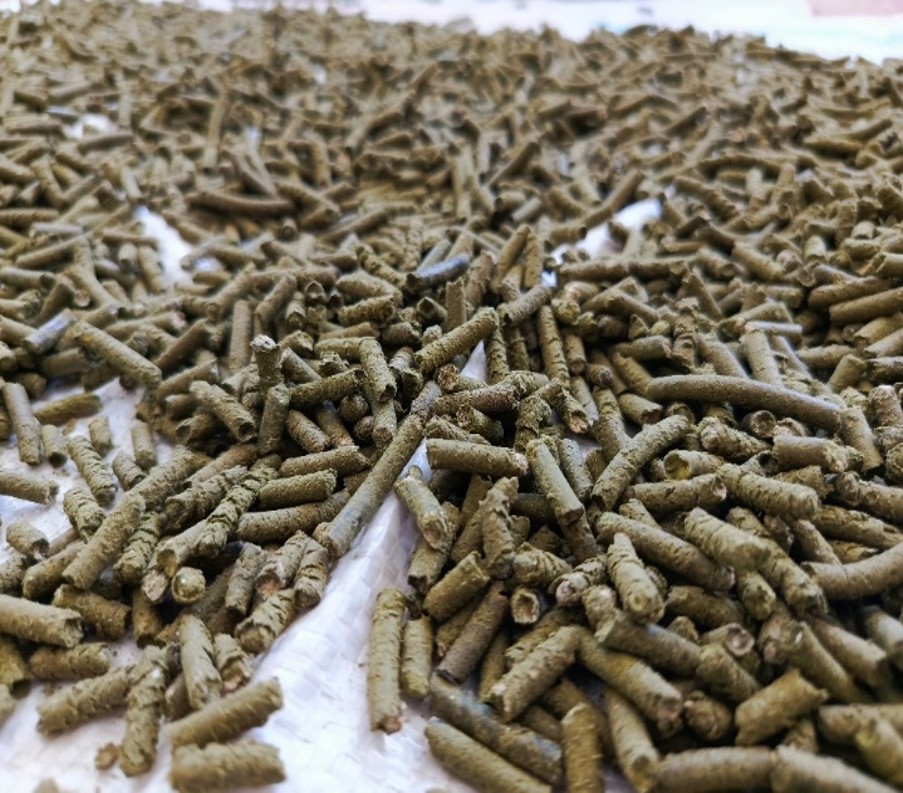 Кормовая добавка из нитчатой водоросли в рационе птиц поможет бороться с дефицитом иода у людей