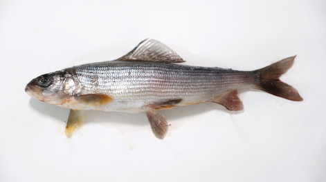 Незатенённые реки способны обеспечить высокую ценность хариуса как источника полезных омега-3 ПНЖК