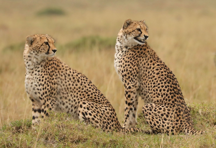 Дальне-дистантные переклички гепардов содержат индивидуальную информацию о животных