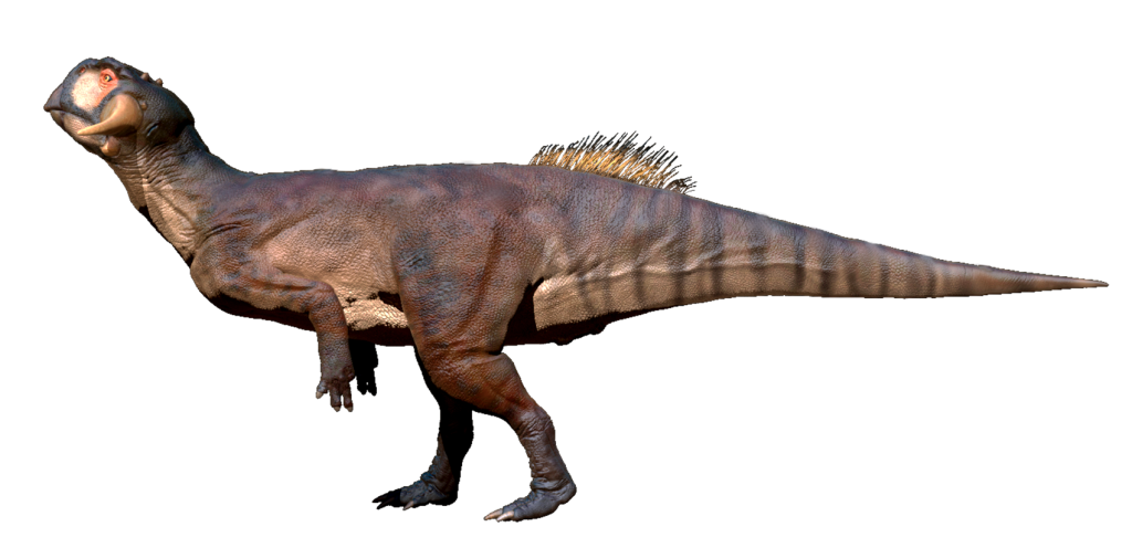 Сибирский пситтакозавр обитал на территории современной Кемеровской области, его остатки обнаружили неподалёку от деревни Шестаково. Был относительно небольшим, меньше 2 метров в длину.