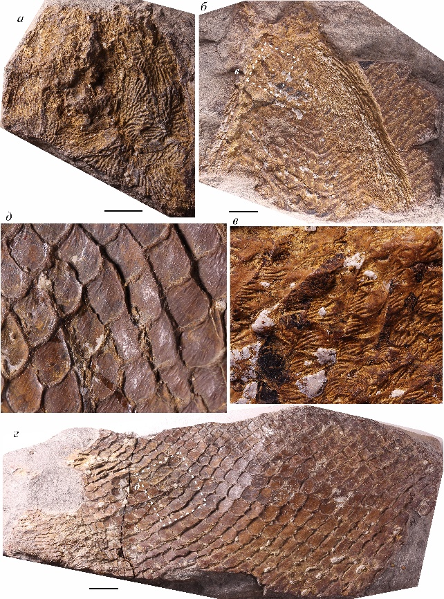 Paraeurynotus chabakovi Obruchev, 1962: а—в — крыша черепа и фрагмент вентральной части тела с грудными плавниками; г—д — фрагмент вентральной части тела с анальным плавником. Масштаб 1 см