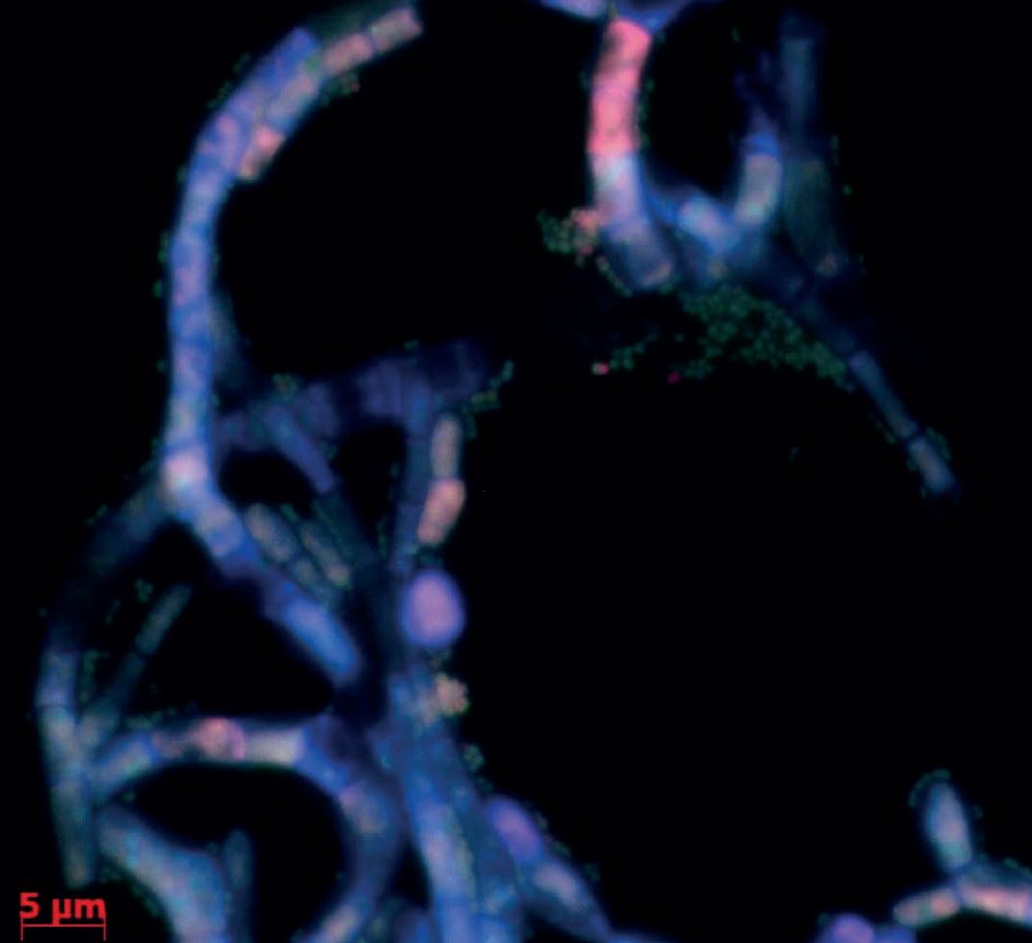  Молекулярная гибридизация препарата мицелиального гриба № 13 с рибозондом Eubacteria R6G