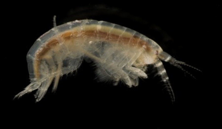  Бокоплавы способны полностью истребить веслоногих рачков в солёных озёрах