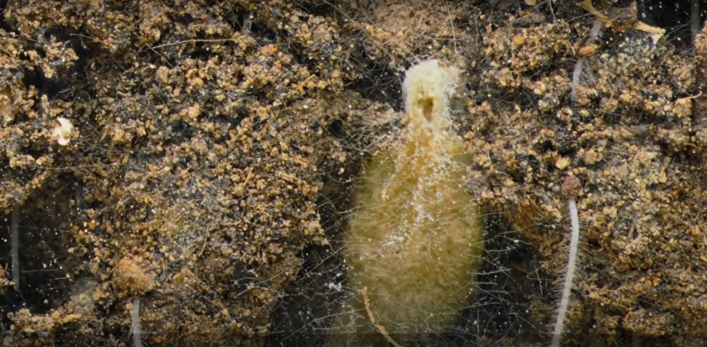  Российский фильм о почве стал лауреатом международного фестиваля