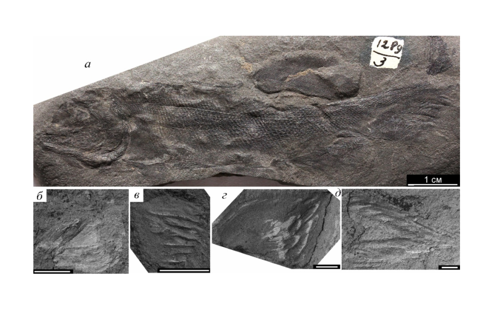 Палеонтологи изучили эволюцию лучепёрых рыб в перми и триасе Кузнецкого бассейна