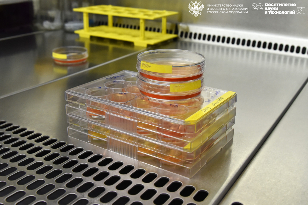 Культивирование эукариотических клето