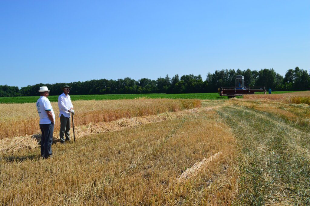 Пять селекционных центров представили 27 сортов озимой пшеницы
