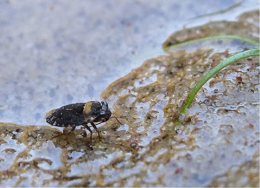 Современный клоп-амфибия Ochterus sp. из Австралии