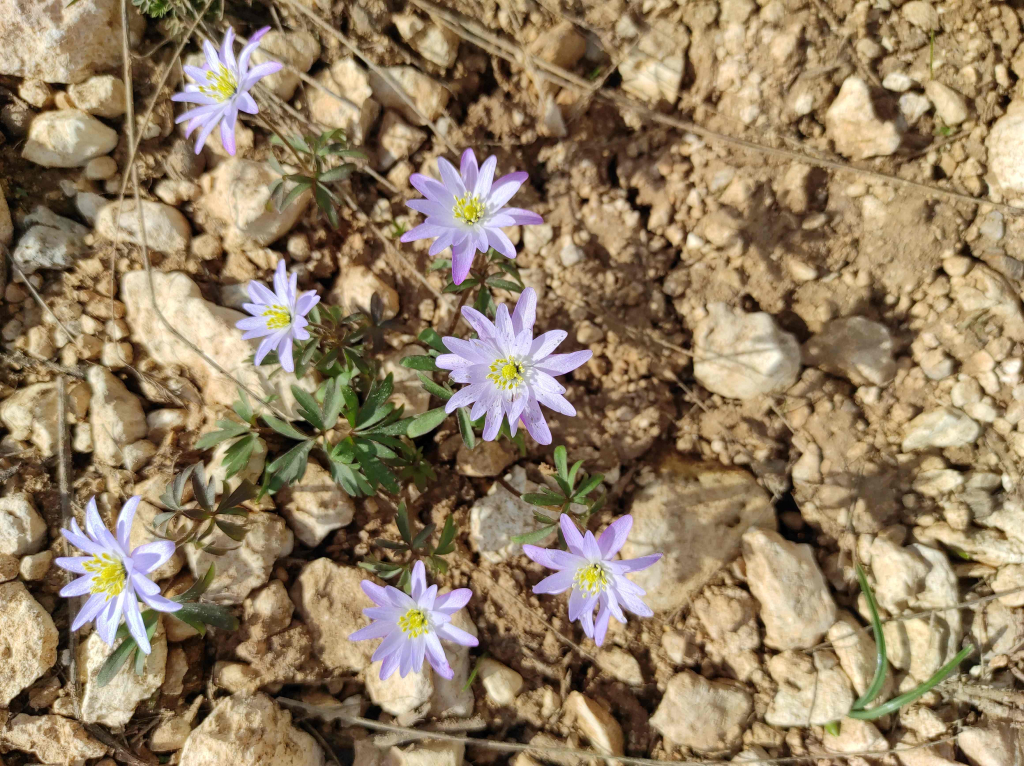 Ветреница нежная (Anemone blanda)