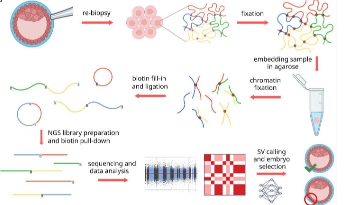  Создана новая методика диагностики эмбрионов при ЭКО