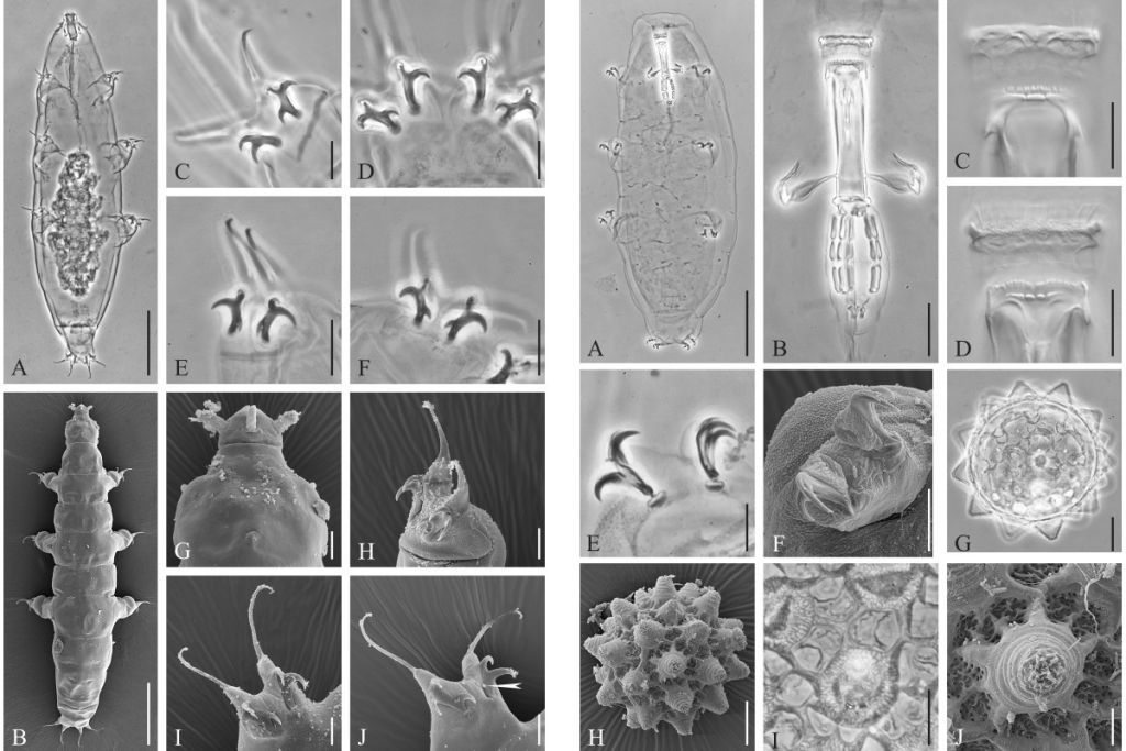 Открыты четыре новых вида микроскопических беспозвоночных