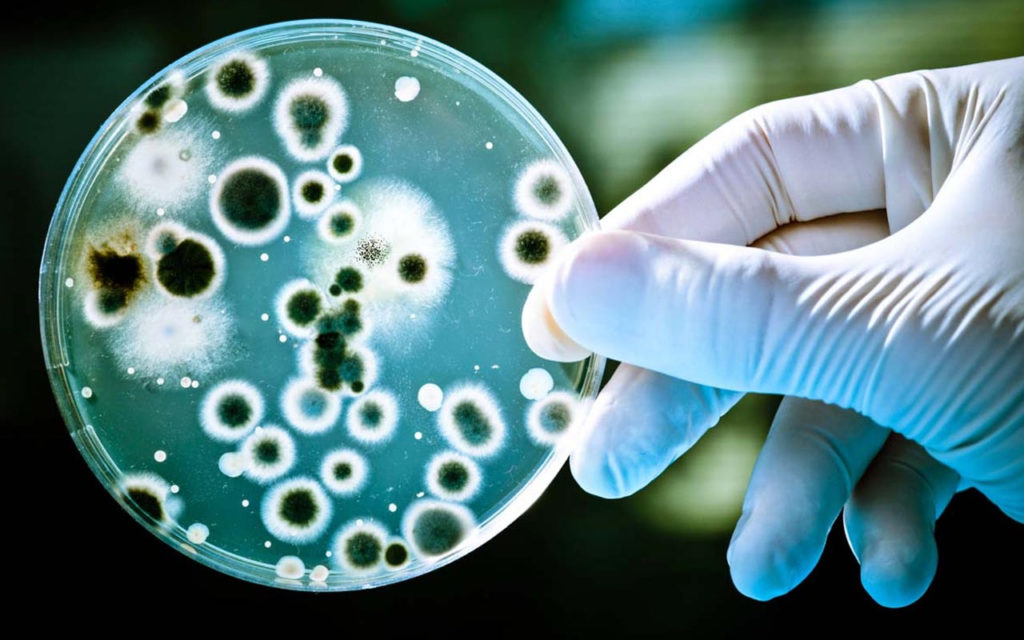 Наивные вопросы: могут ли микроорганизмы иметь подобие коллективного разума?