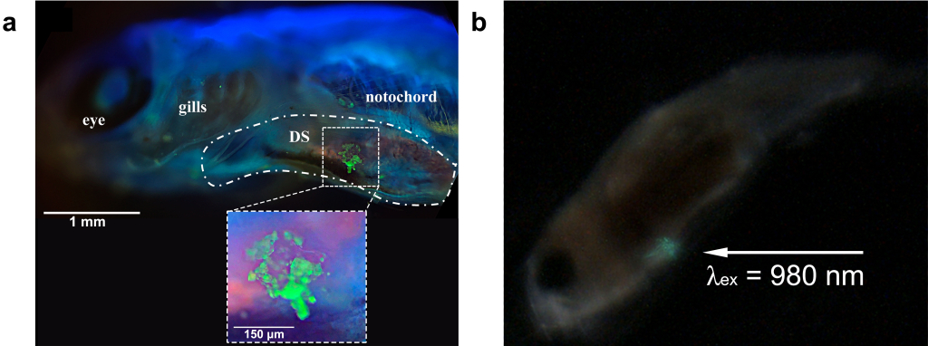 Свечение частиц полученного каркаса в желудке рыбы данио-рерио