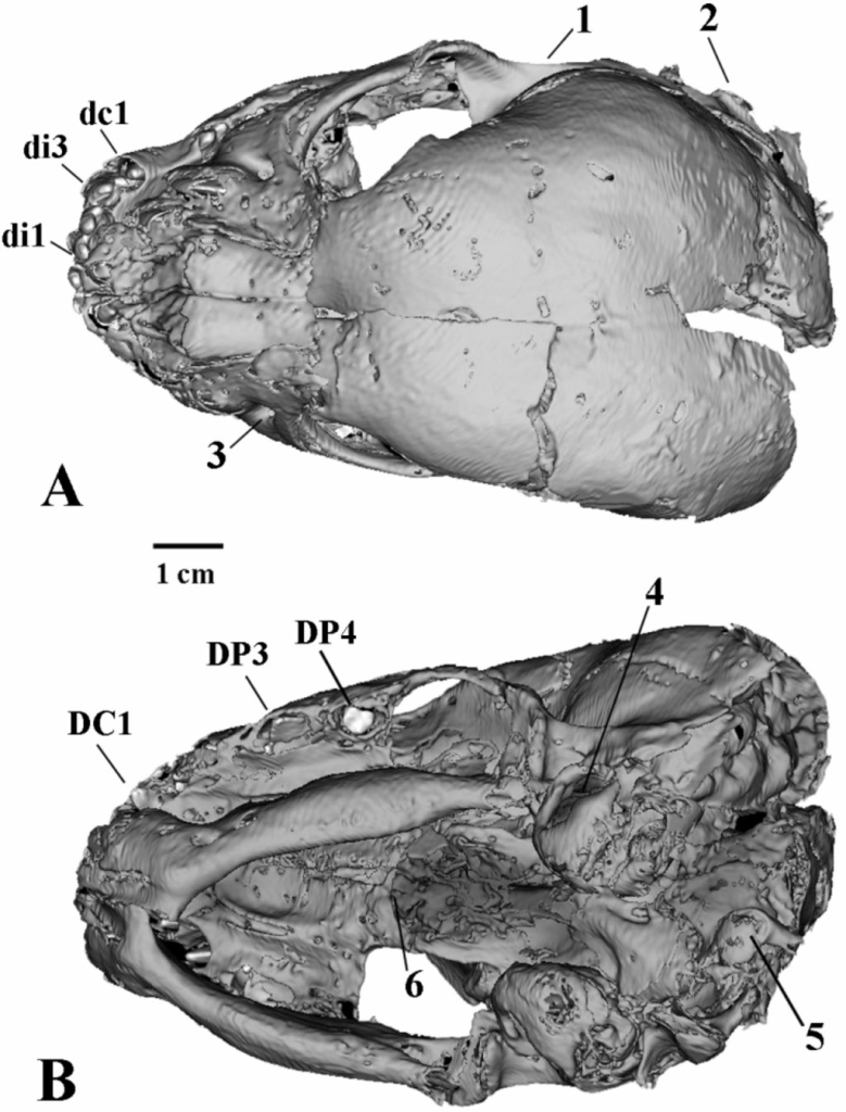 Деформированный череп детёныша гомотерия (Homotherium latidens), компьютерная томография; Россия, Якутия, р. Бадяриха, верхний плейстоцен: А — сверху; B — снизу